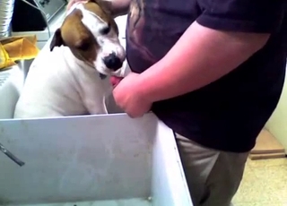 This dog gets totally facefucked by a really horny fellow