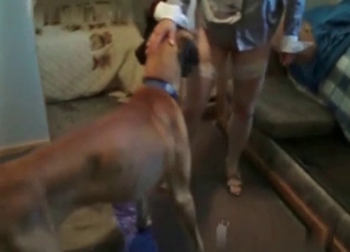 Blonde with stockings penetrating hard a cute dog