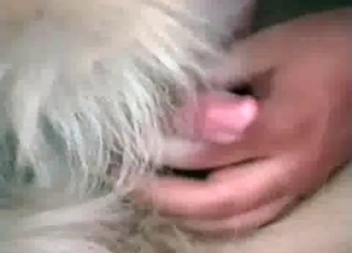 Small doggy wiener gets throated