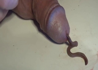 Worm makes its way out of his sexy zoo cock