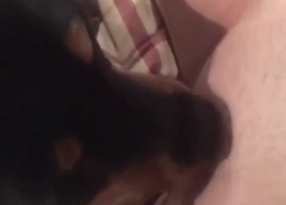 The beast is happy to lick that pussy up close