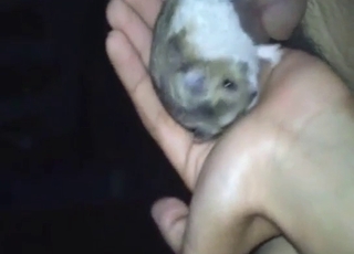 Dude wants to fuck his hamster, but can't