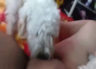 White dog with cute curls licking her hole