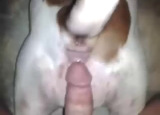 Pitbull's tight ass is used for a hard dick