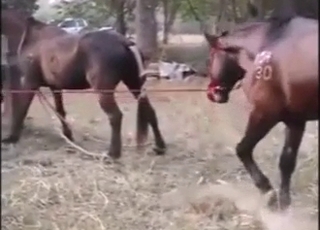 Hard fuck with two Japanese horses cumming