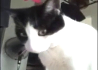 Zoophilic lady gets licked by black-and-white cat