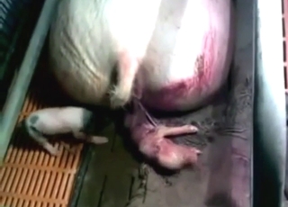 Giving birth on camera can be highly sexual