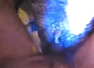 Wanna see guy fuck an alligator, it's right here