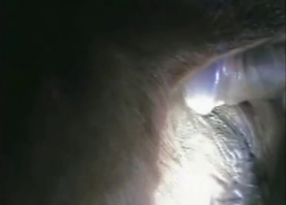 Zoo fuck session with a cow that wants to cum