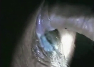 Zoo fuck session with a cow that wants to cum