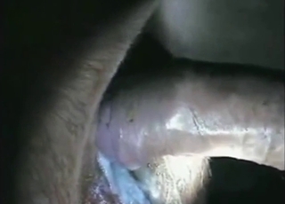 Zoo fuck session with a cow that wants to cum