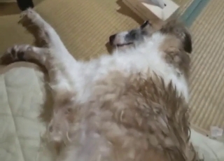 Amazing dog gets fingered in POV to make it horny