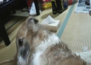 Amazing dog gets fingered in POV to make it horny