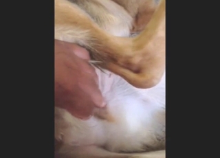 Guy gets to fuck his German Shepard deeper