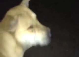 Tonight, this animal gets fucked even deeper