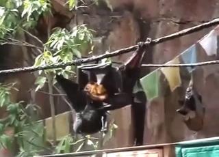 Bat fucking scene with oral, orgasms, etc.