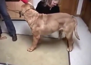 Taboo scene with a guy who jerks a dog off