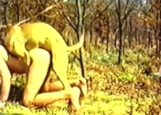 Bestiality porn with a brown dog fucking outside
