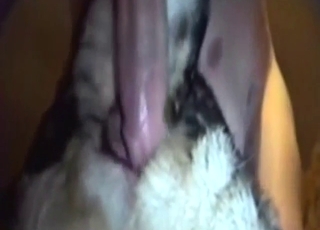 Bestiality porn threesome with a slutty Shepherd