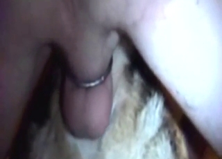 Bestiality porn threesome with a slutty Shepherd