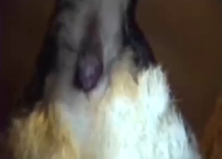 Bestiality porn threesome with a slutty Shepherd