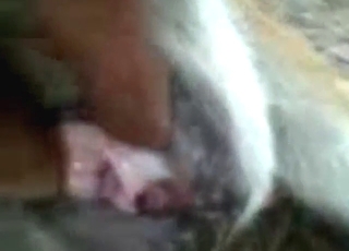 Zoo sex from South America with hot cumshots