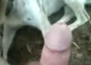 Zoo sex from South America with hot cumshots
