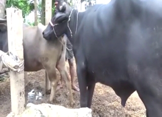 Zoo sex with cows that seem to love hard sex