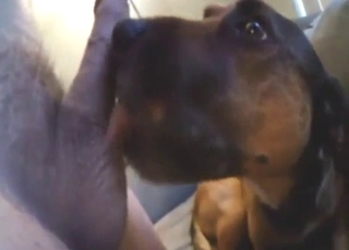 Bestiality porn: truly bestial passions on cam