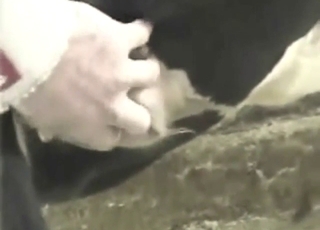 Bestiality porn with a cow that takes his penis