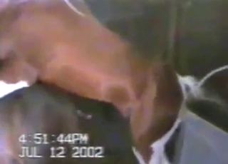 Zoophile voyeur fodder: horses fucking silly