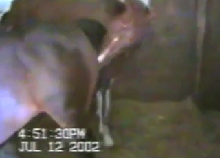 Zoophile voyeur fodder: horses fucking silly