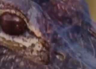 Zoophile risks everything to fuck a crocodile