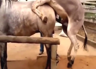 Zoo porn deals with horses that fuck other horses