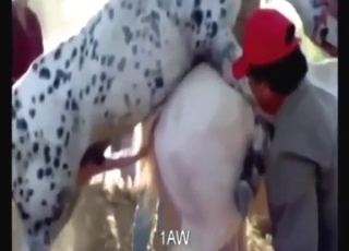 Zoo porn deals with horses that fuck other horses