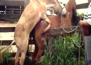 Zoo porn deals with horses that fuck other horses