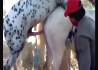 Zoo porn deals with horses that fuck other horses