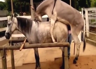 Zoo porn deals with horses that fuck other horses