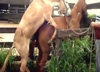 Zoo porn deals with horses that fuck other horses