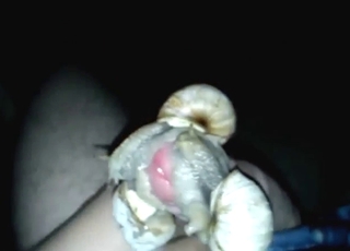 Zoo XXX with snail fucking and legit orgasms