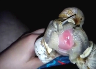 Zoo XXX with snail fucking and legit orgasms