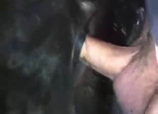 Bestiality porn with a tight hole gets rammed