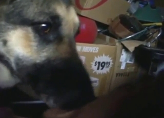 Zoophile is happy to let the dog lick him in POV