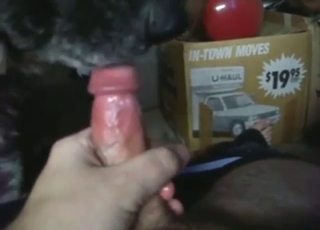 Zoophile is happy to let the dog lick him in POV