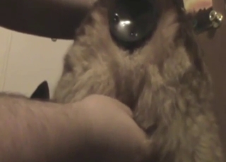 Zoo XXX shows a dog that wants to orgasm