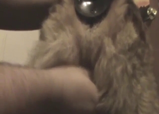 Zoo XXX shows a dog that wants to orgasm