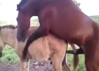 Zoo sex with a donkey and that sexy stallion