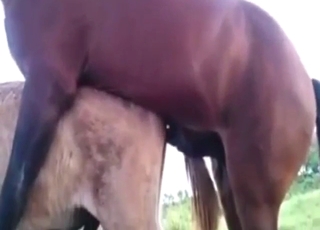 Zoo sex with a donkey and that sexy stallion