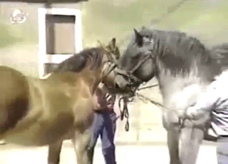 Bestiality sex shows two horses just doing it