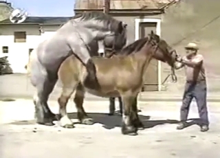 Bestiality sex shows two horses just doing it